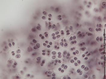 R001c 100x.JPG